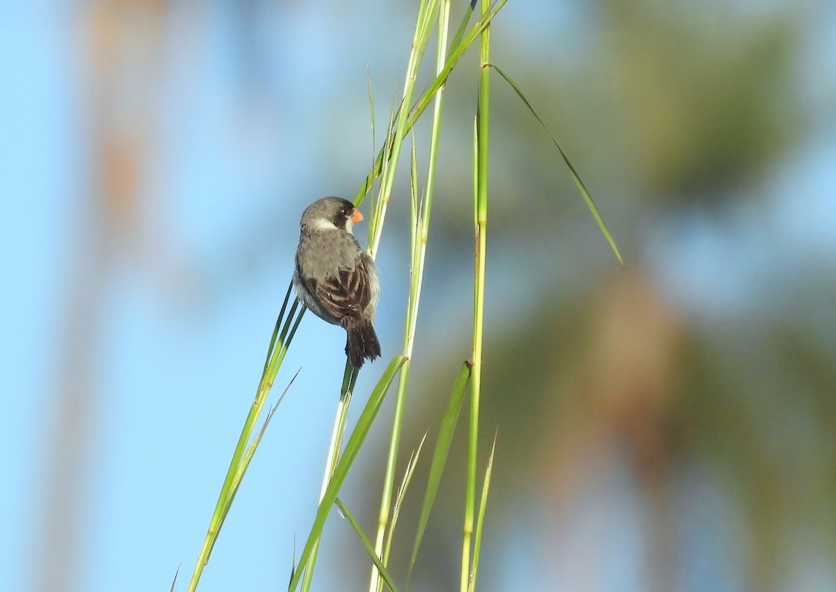 White-throated Seedeater - ML618104085