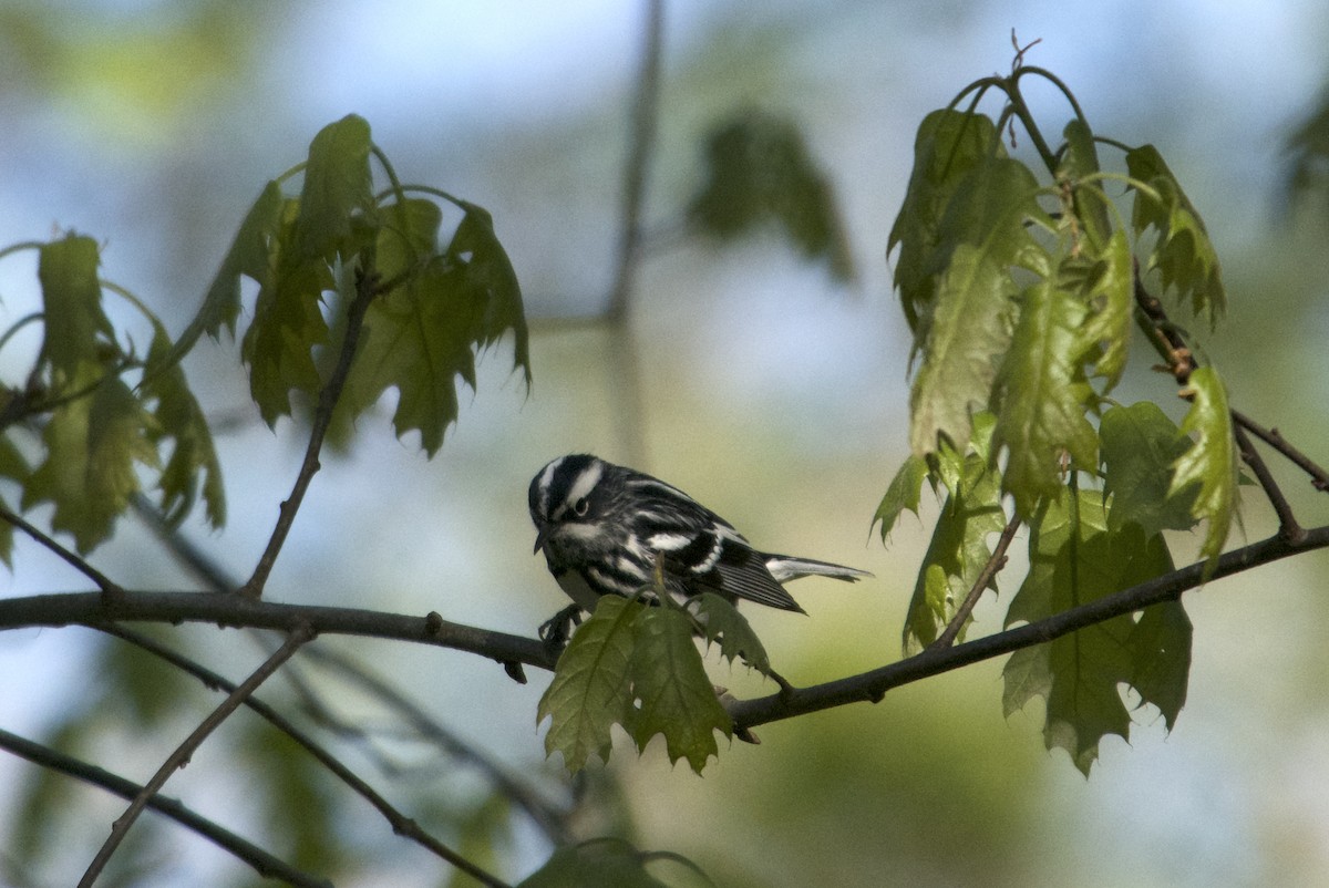 Black-and-white Warbler - ML618104111