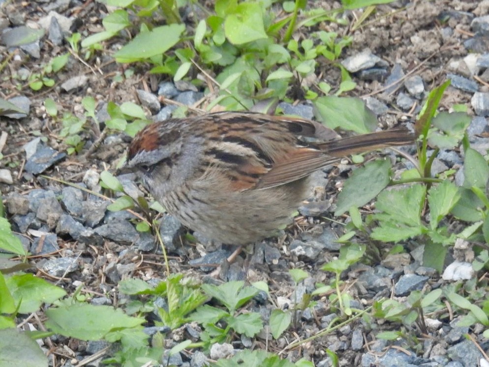 Swamp Sparrow - Donna Reis