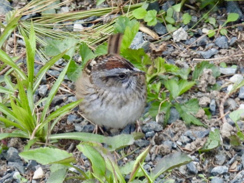 Swamp Sparrow - Donna Reis