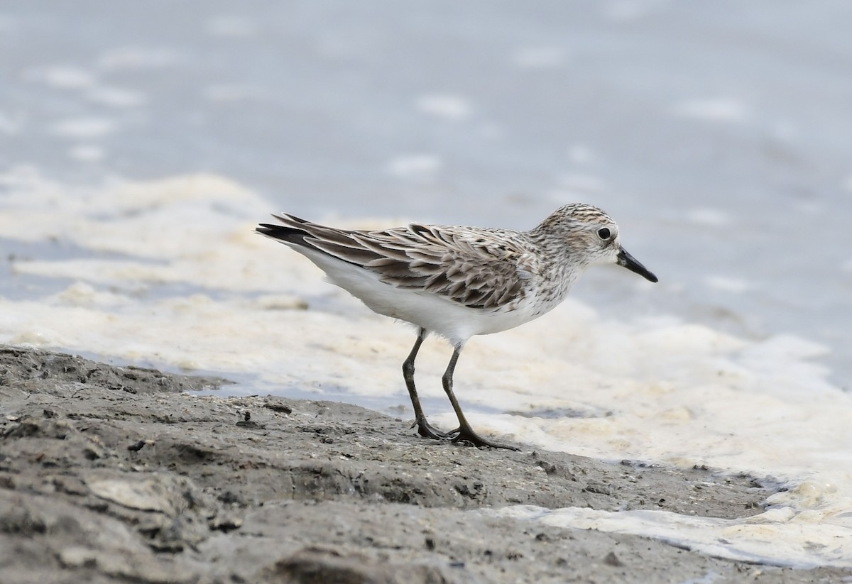 Semipalmated Sandpiper - Jimmie Dufault