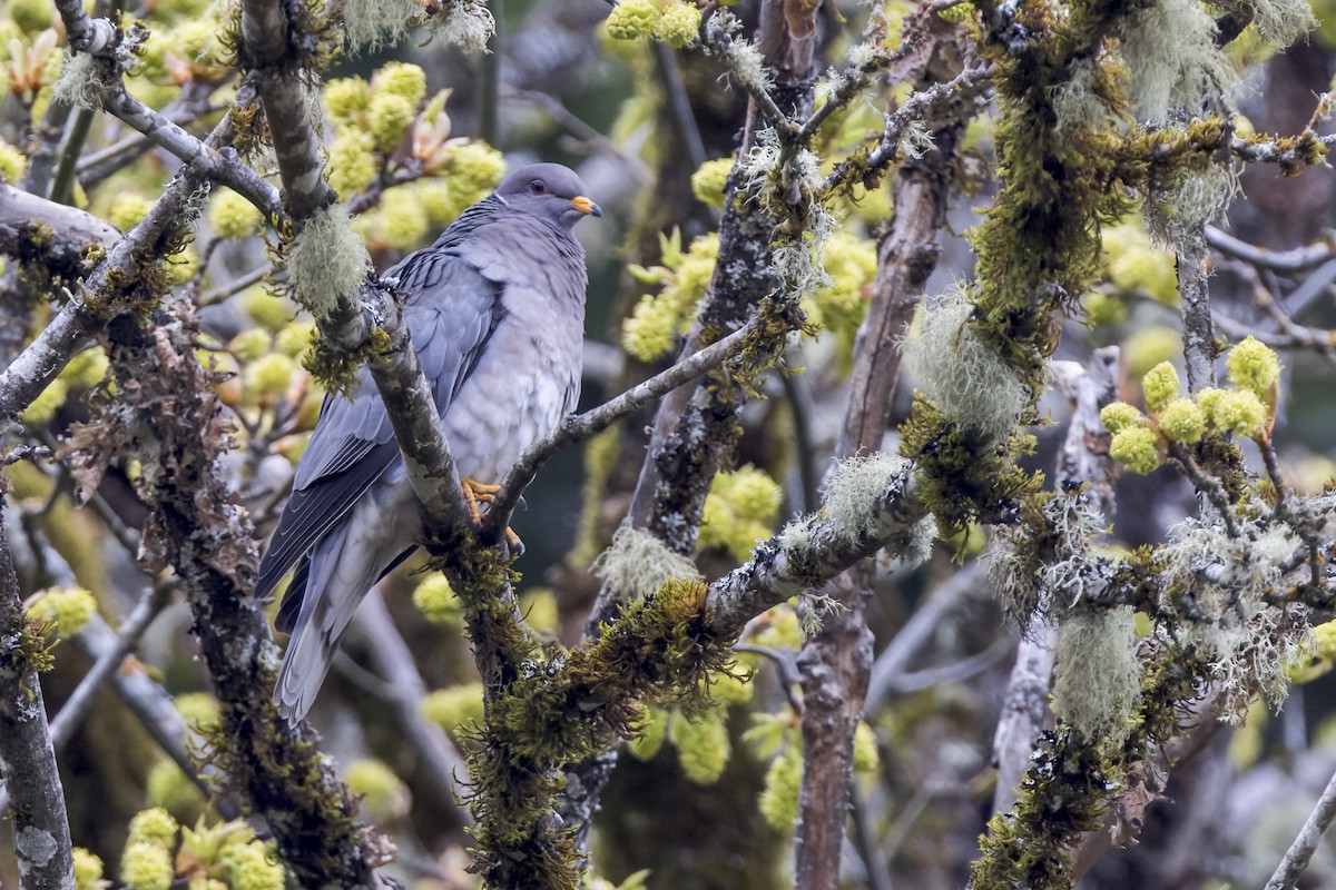 Band-tailed Pigeon - ML618104198