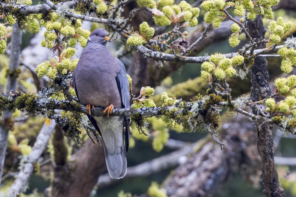 Band-tailed Pigeon - ML618104199
