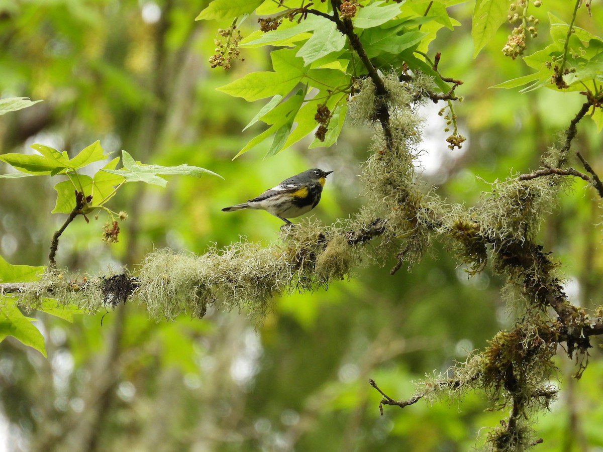 Yellow-rumped Warbler (Audubon's) - ML618104211