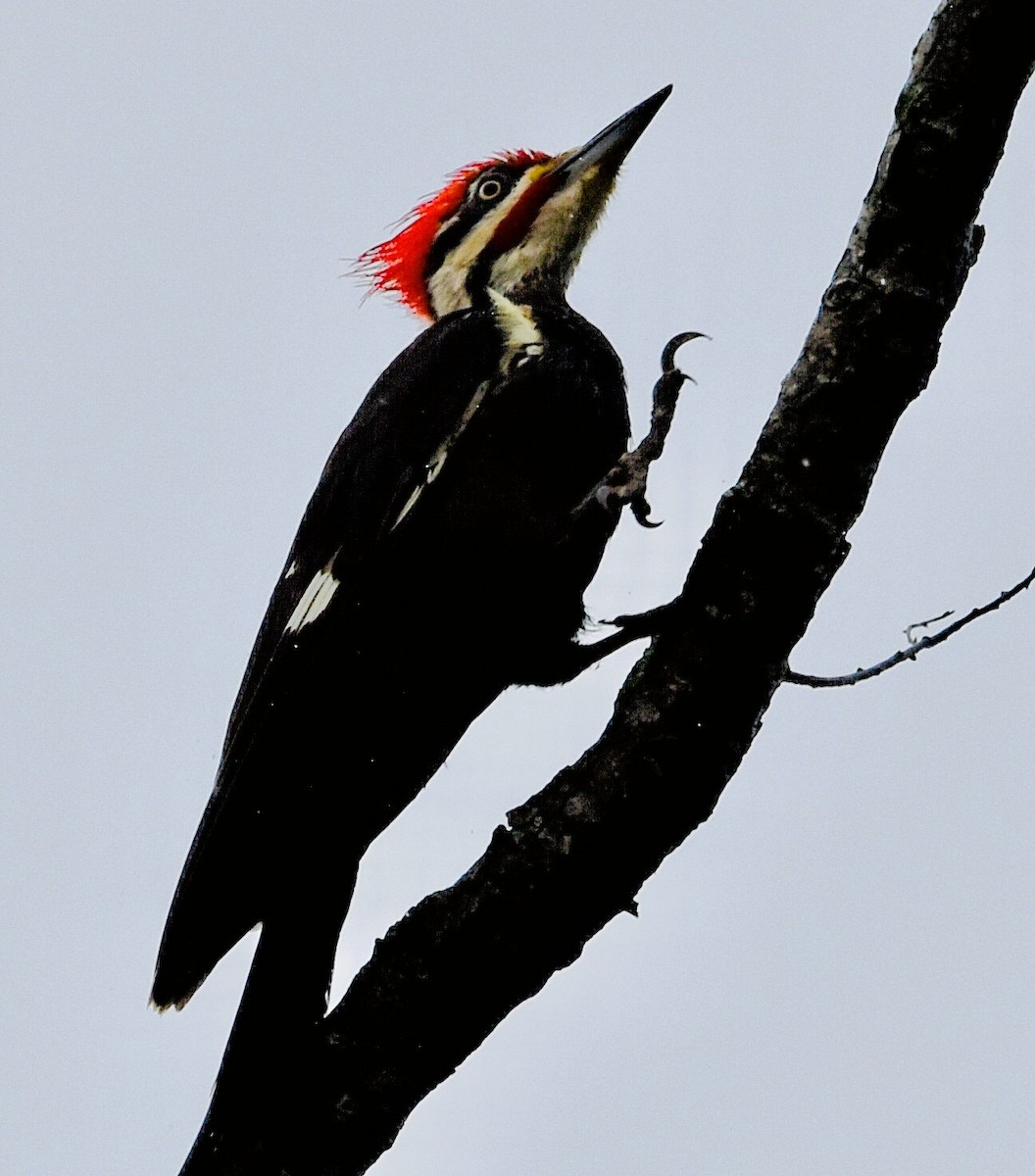 Pileated Woodpecker - ML618104255
