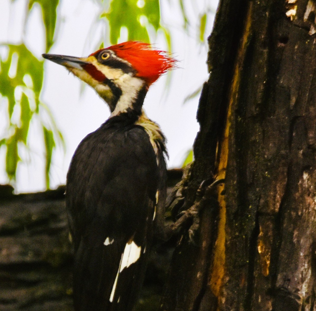 Pileated Woodpecker - ML618104270