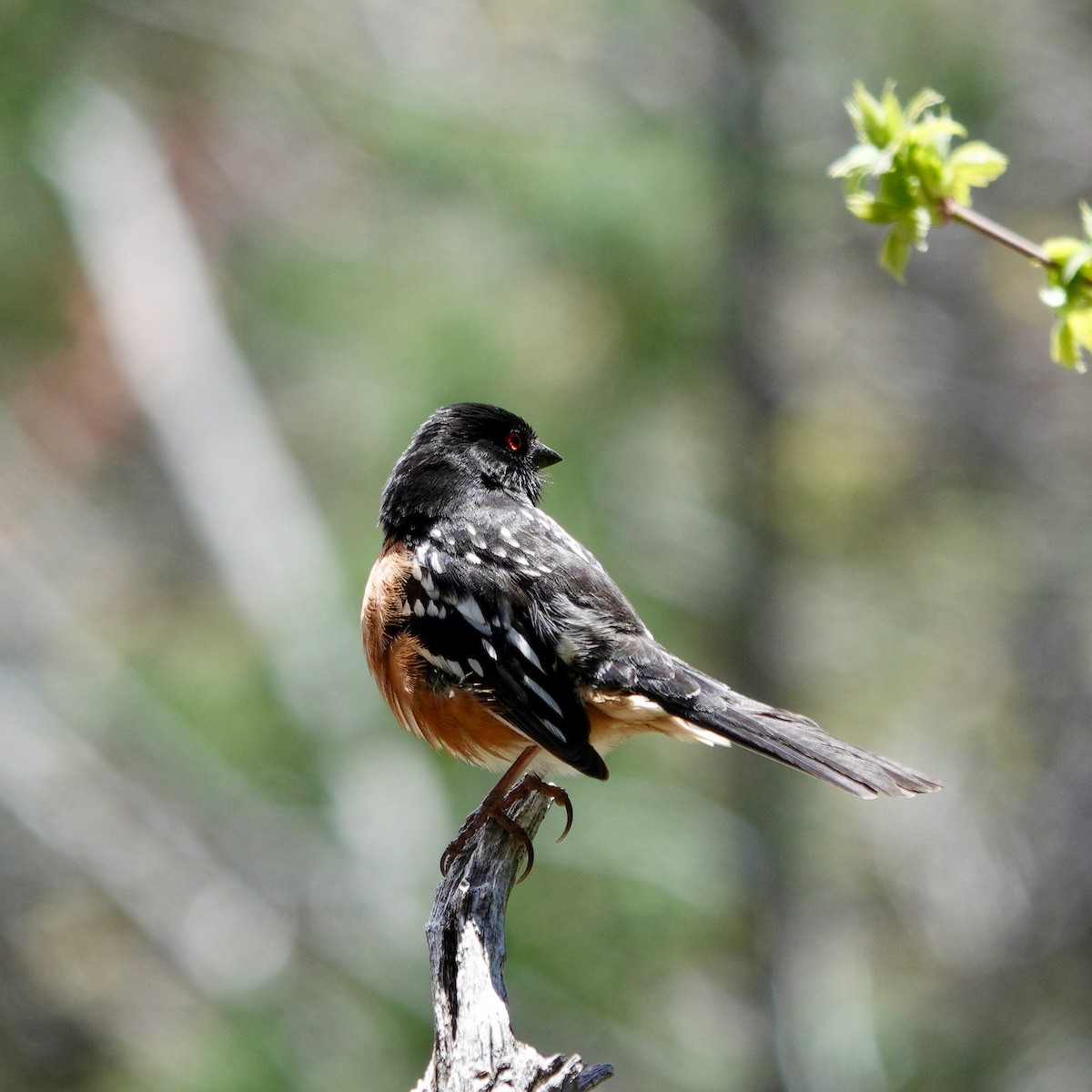 Spotted Towhee - David Buckley