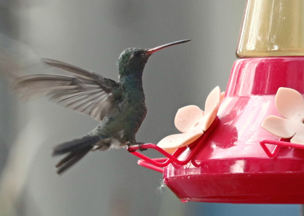 Broad-billed Hummingbird - ML618104327