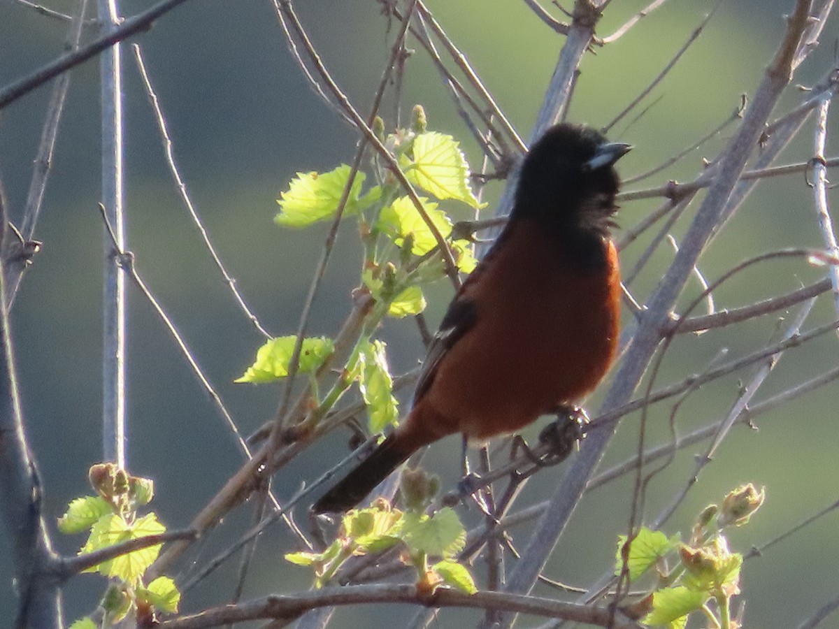 Orchard Oriole - ML618104341