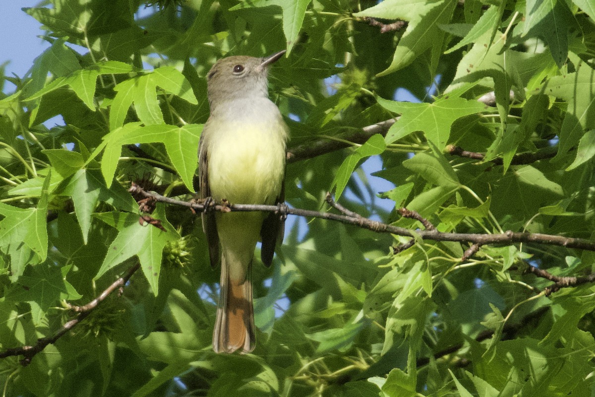 Great Crested Flycatcher - ML618104350