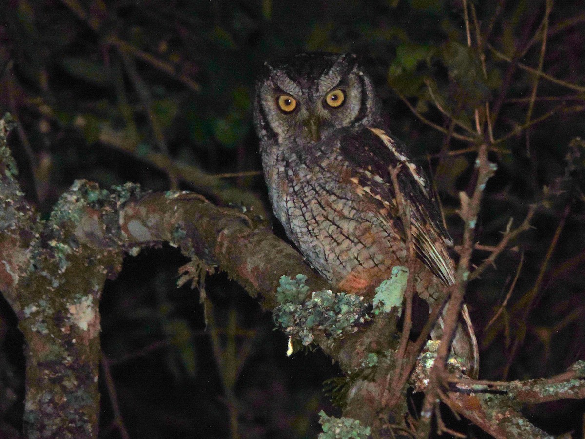 Tropical Screech-Owl - Nazareno Yunes Del Carlo