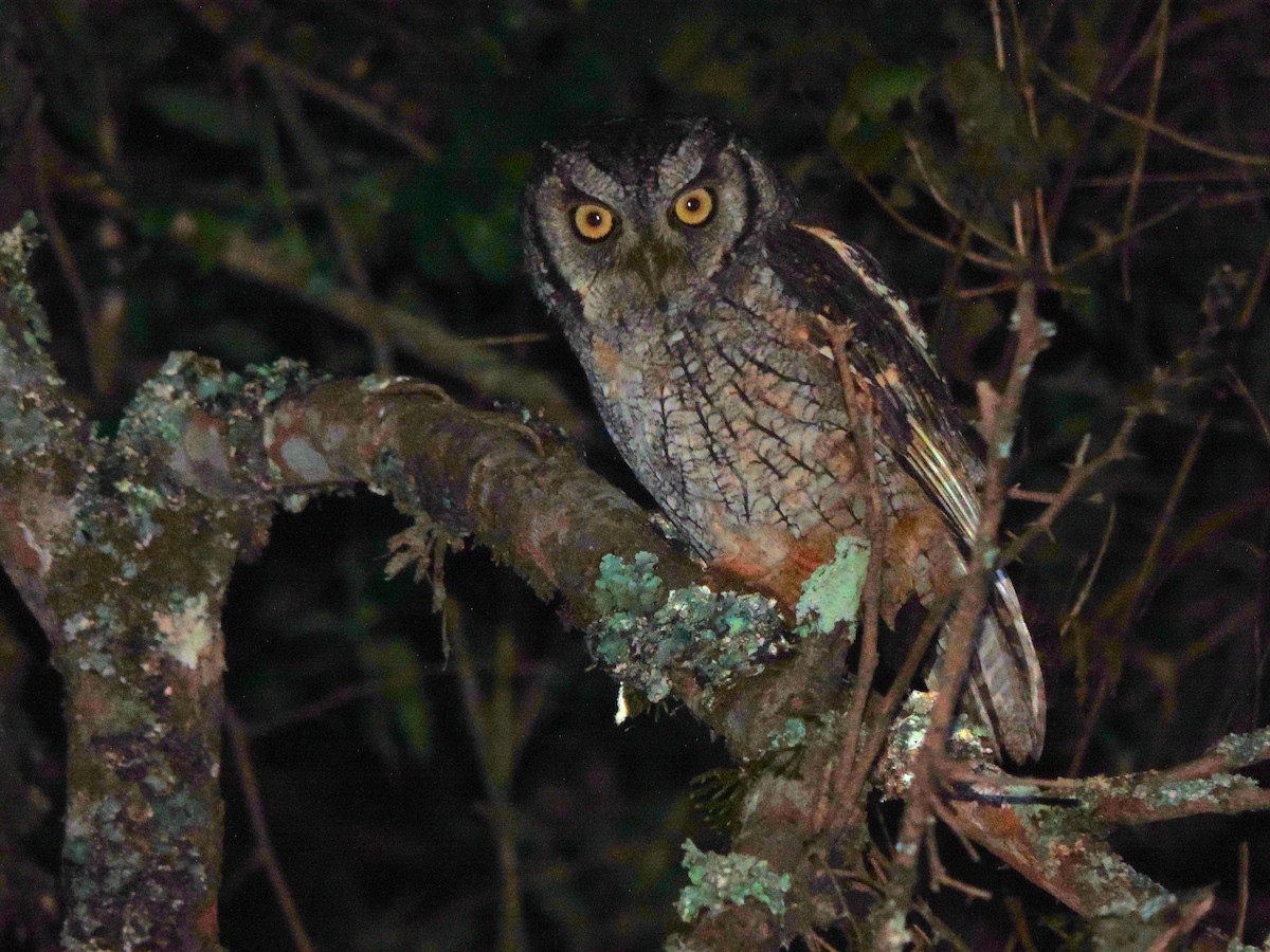 Tropical Screech-Owl - Nazareno Yunes Del Carlo