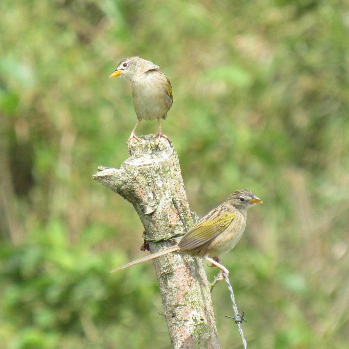 Wedge-tailed Grass-Finch - ML618104356