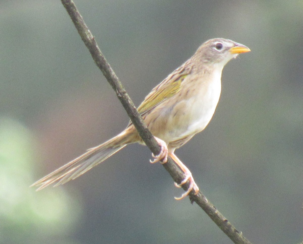 Wedge-tailed Grass-Finch - ML618104357