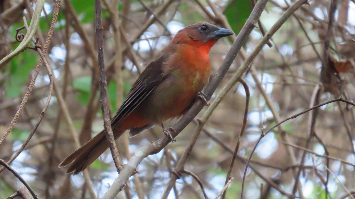 Red-throated Ant-Tanager - ML618104367