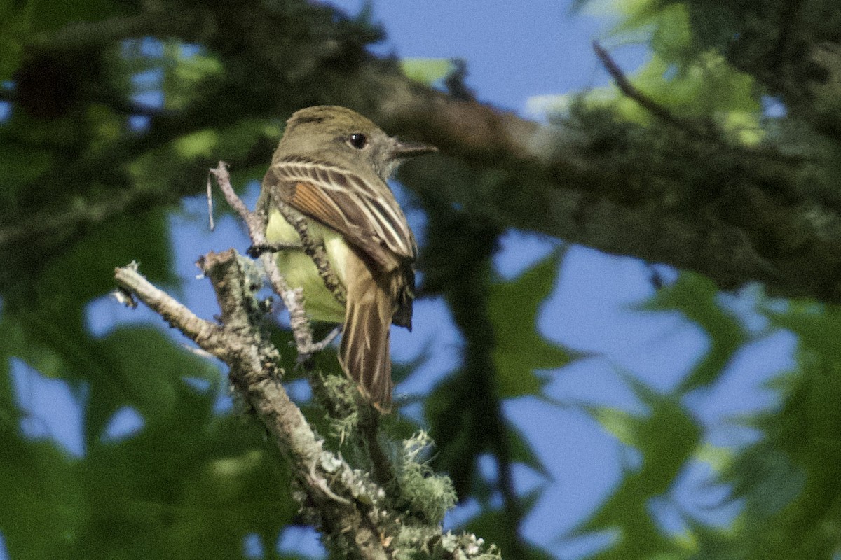 Great Crested Flycatcher - ML618104368