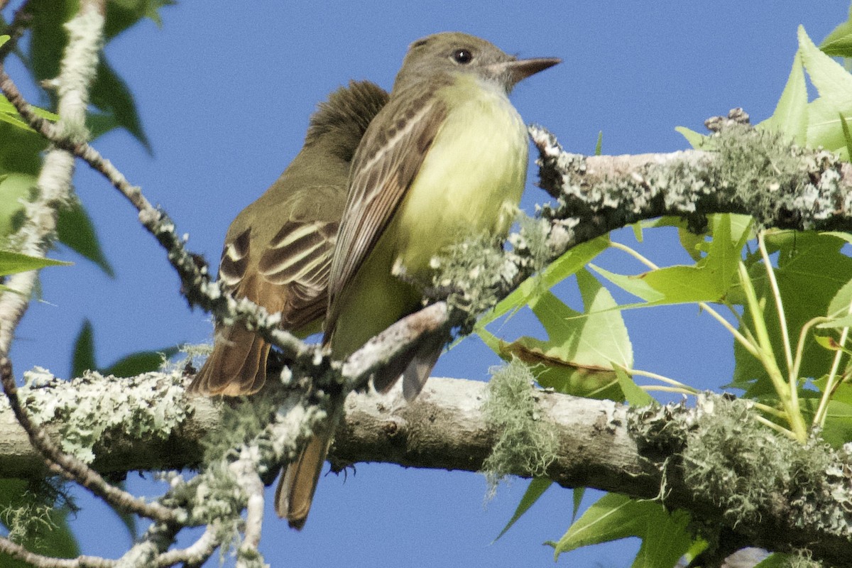 Great Crested Flycatcher - ML618104402