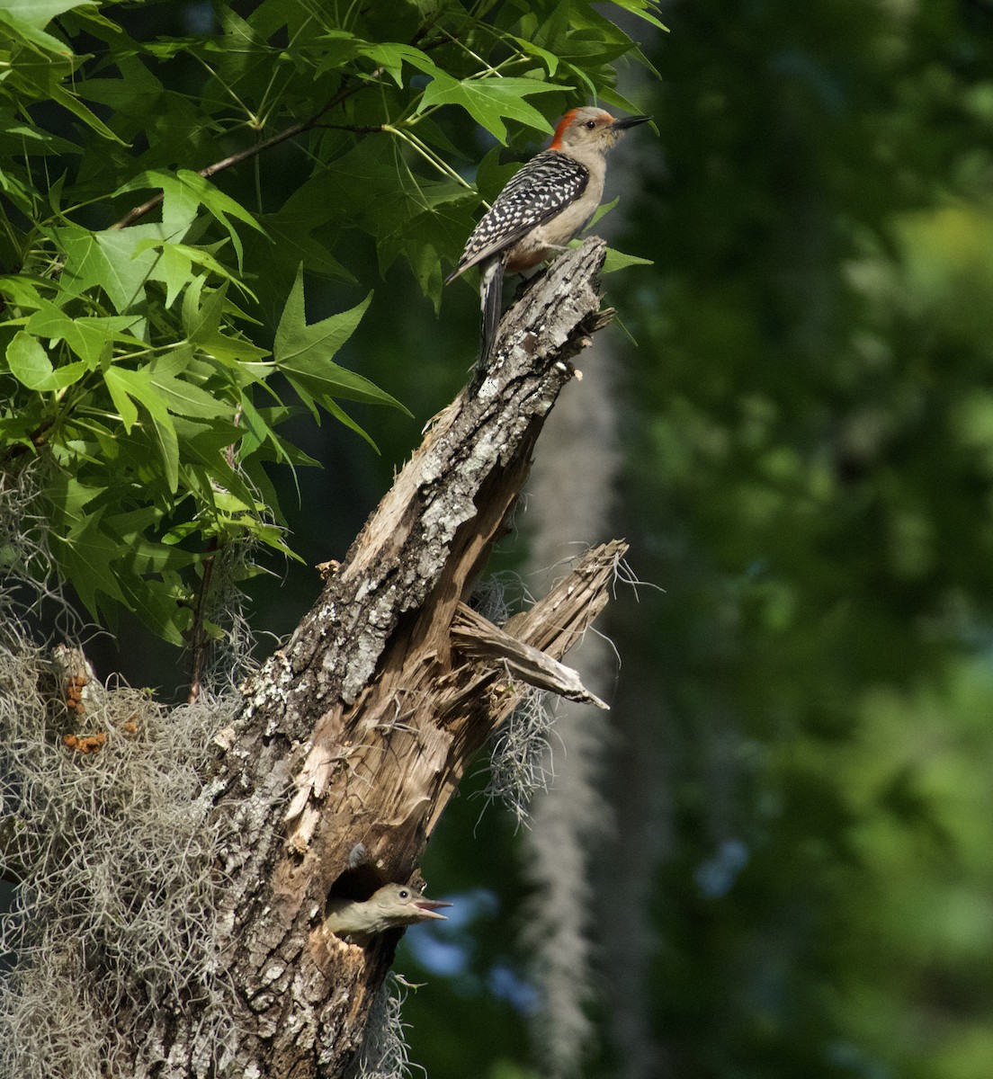 Red-bellied Woodpecker - Debbie Metler