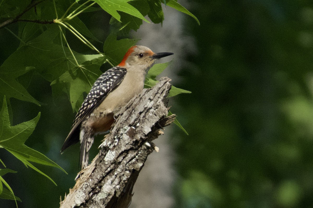 Red-bellied Woodpecker - ML618104429