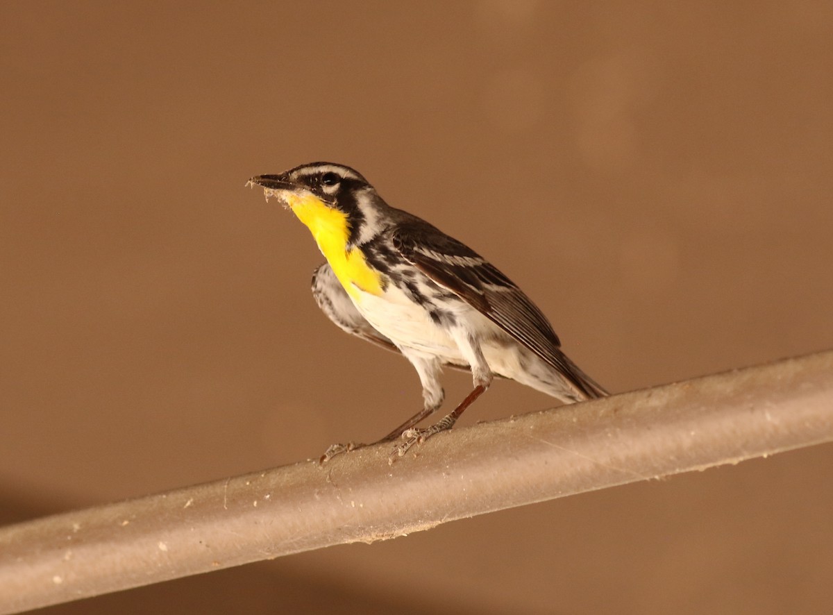 Yellow-throated Warbler - Bence Kokay