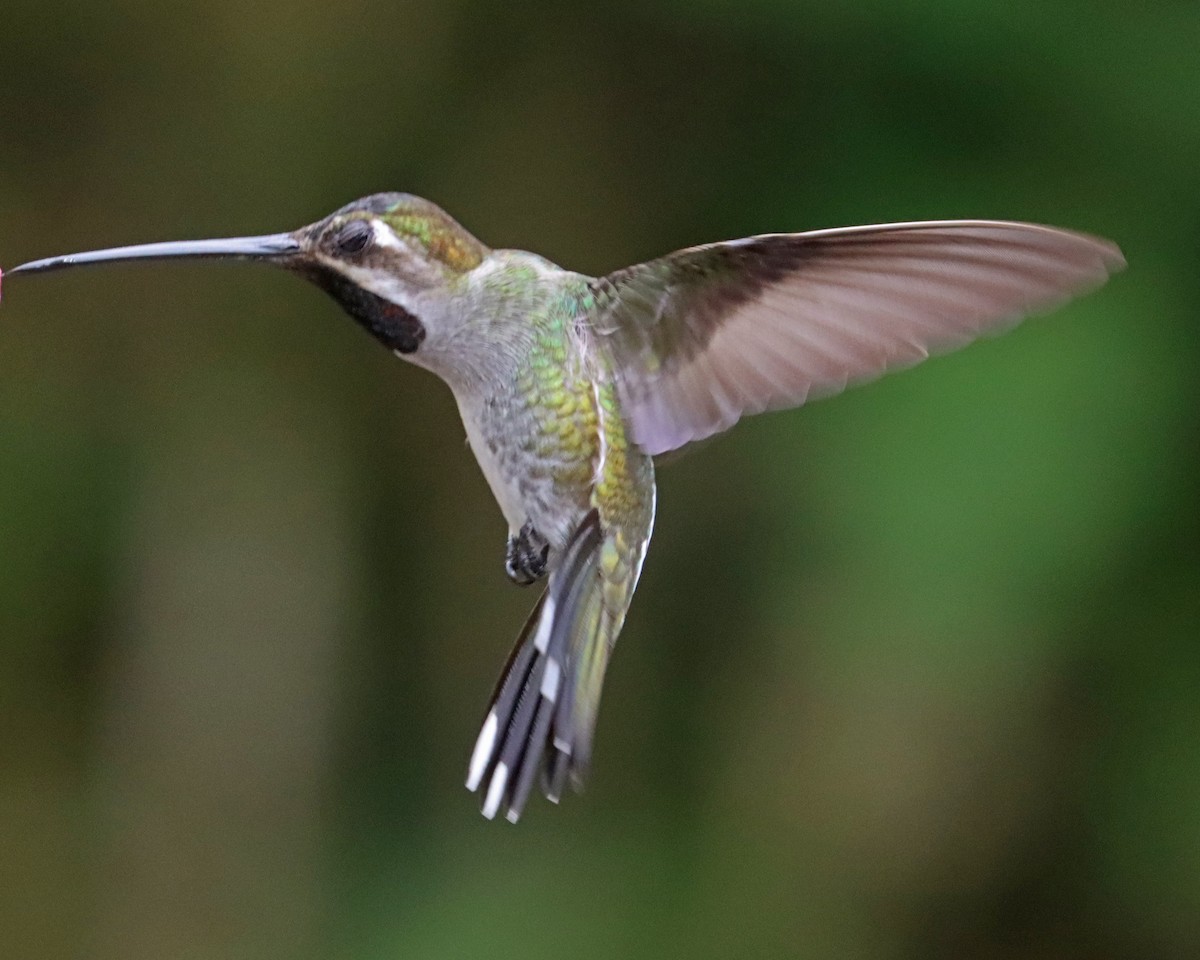 kolibřík hvězdohrdlý - ML618104470