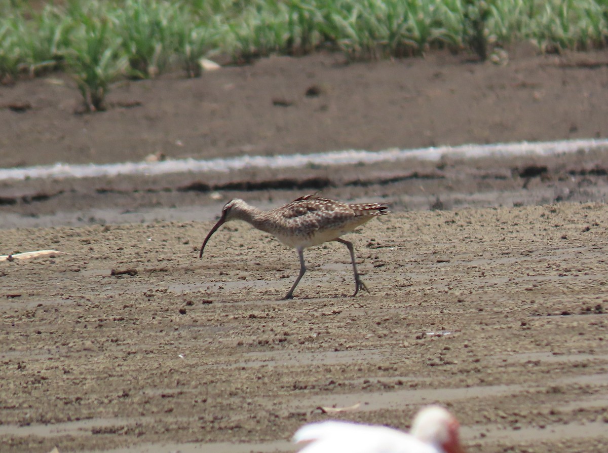 Whimbrel - Stephen Younger