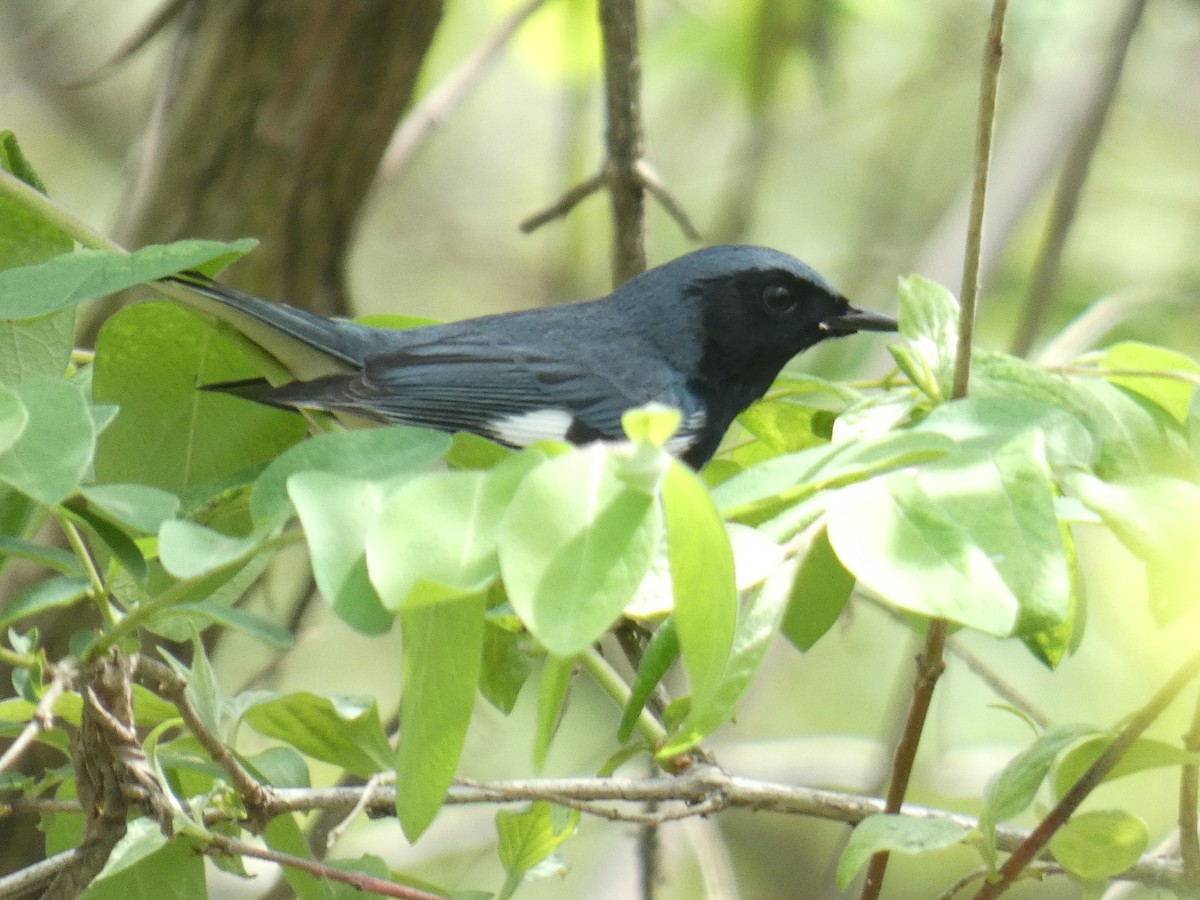 Black-throated Blue Warbler - ML618104496