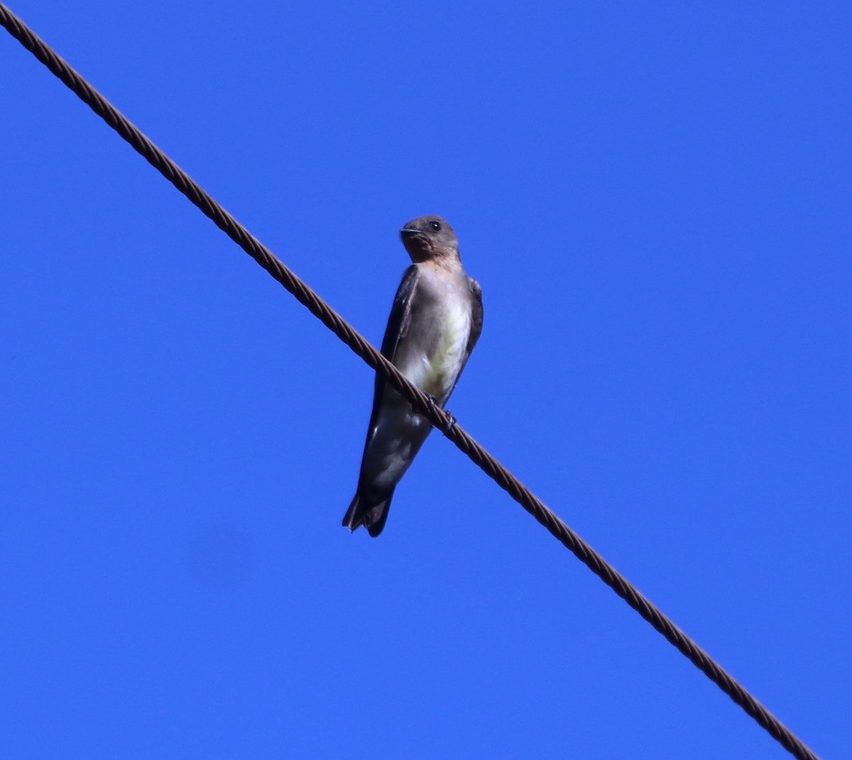 Southern Rough-winged Swallow - ML618104497