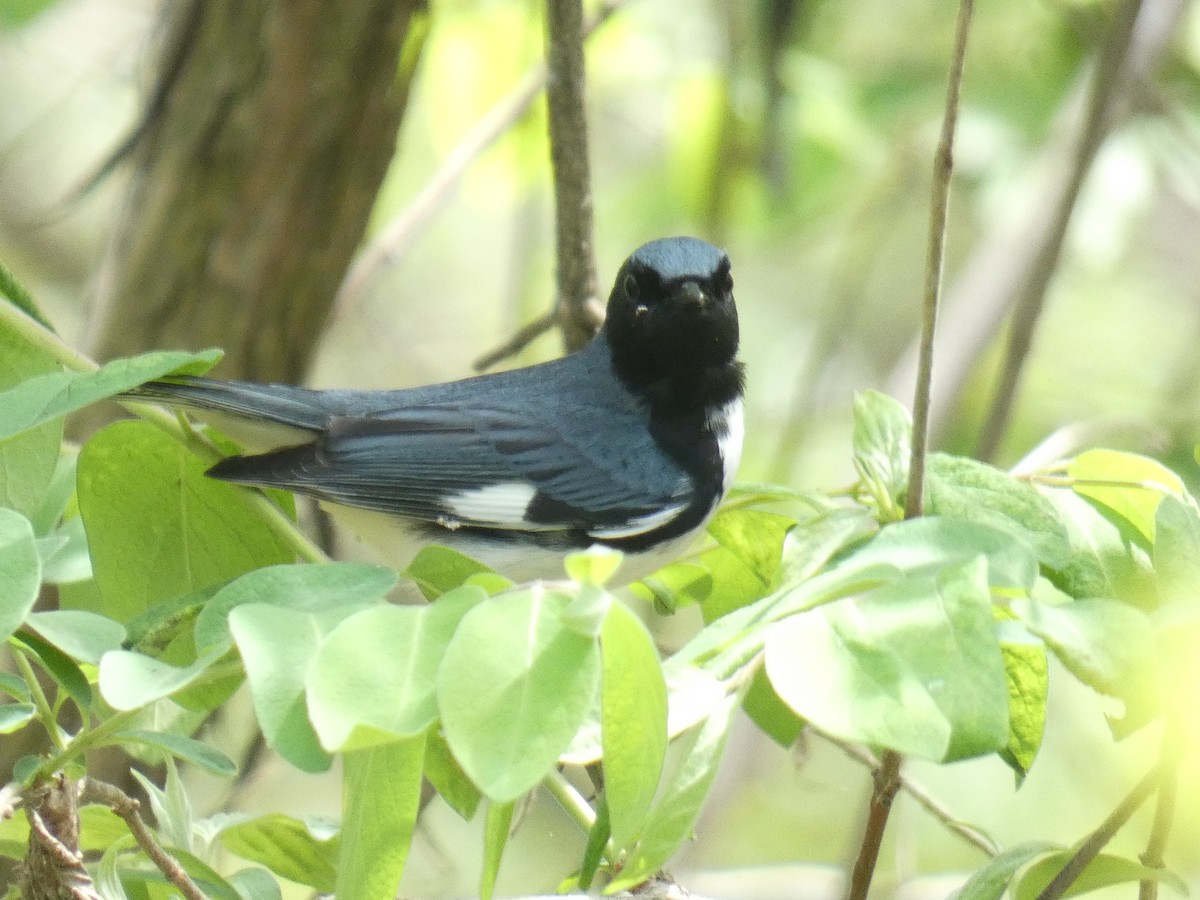 Black-throated Blue Warbler - ML618104501