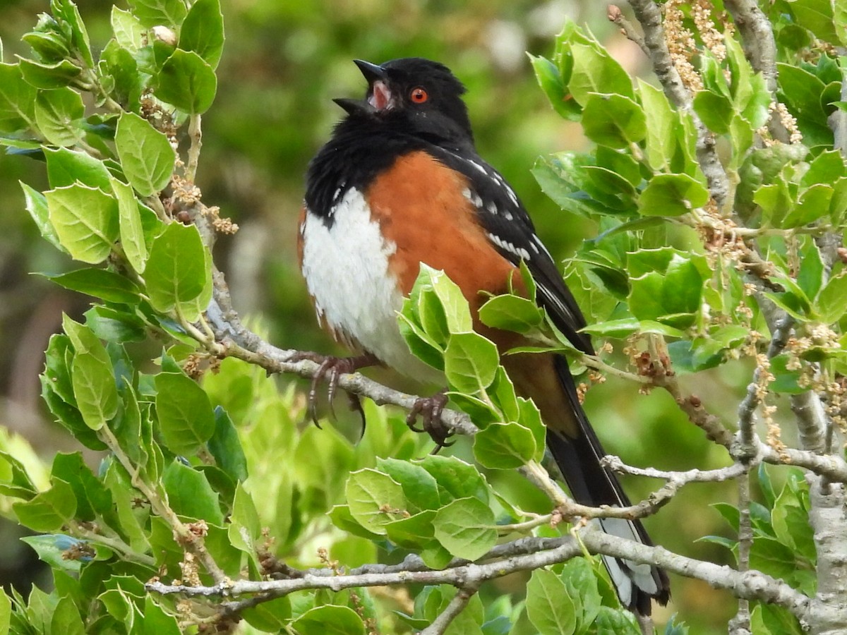 Spotted Towhee - ML618104518
