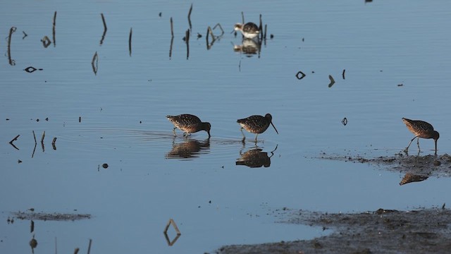 Long-billed Dowitcher - ML618104544