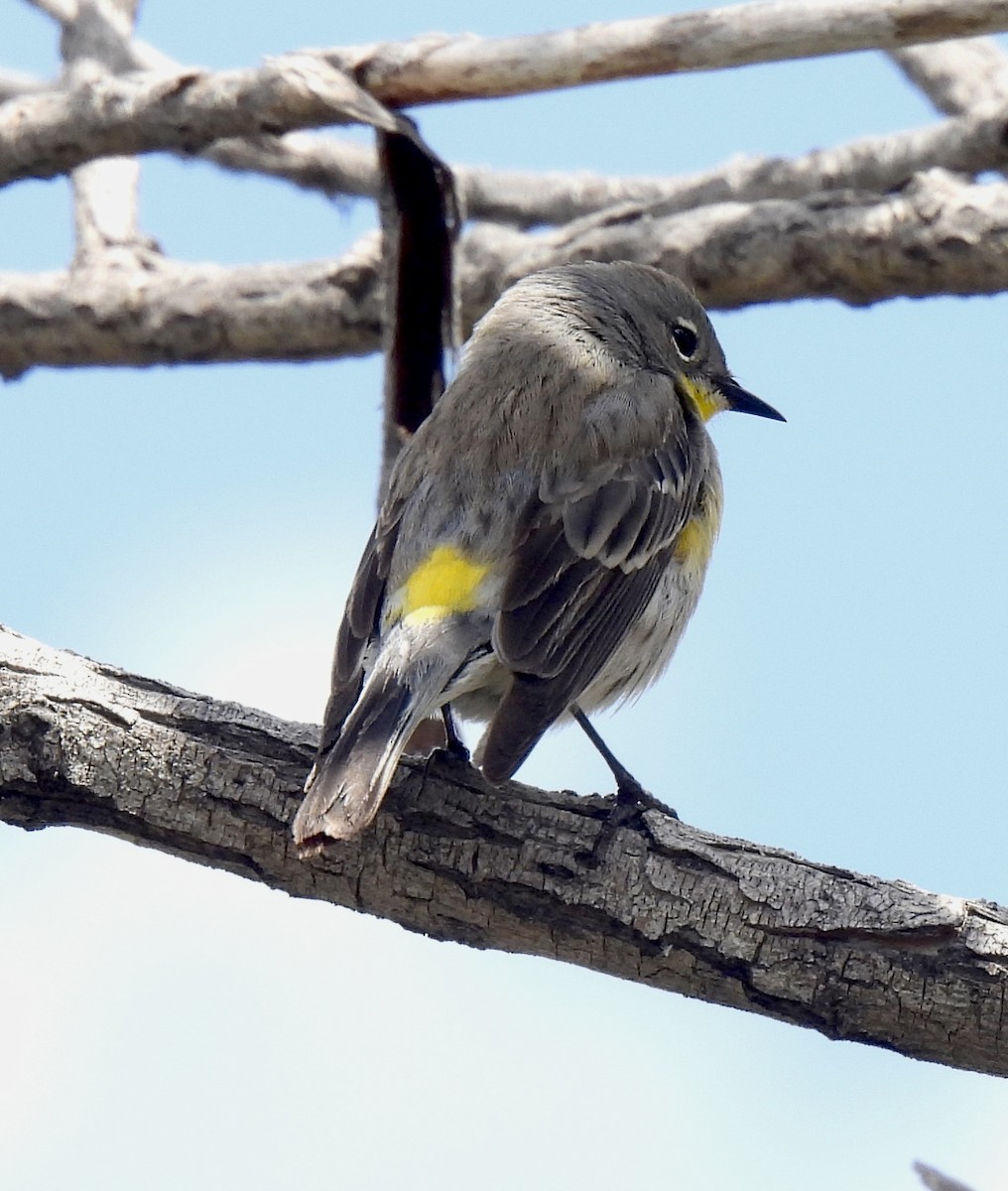 Yellow-rumped Warbler (Audubon's) - Robert Ducham