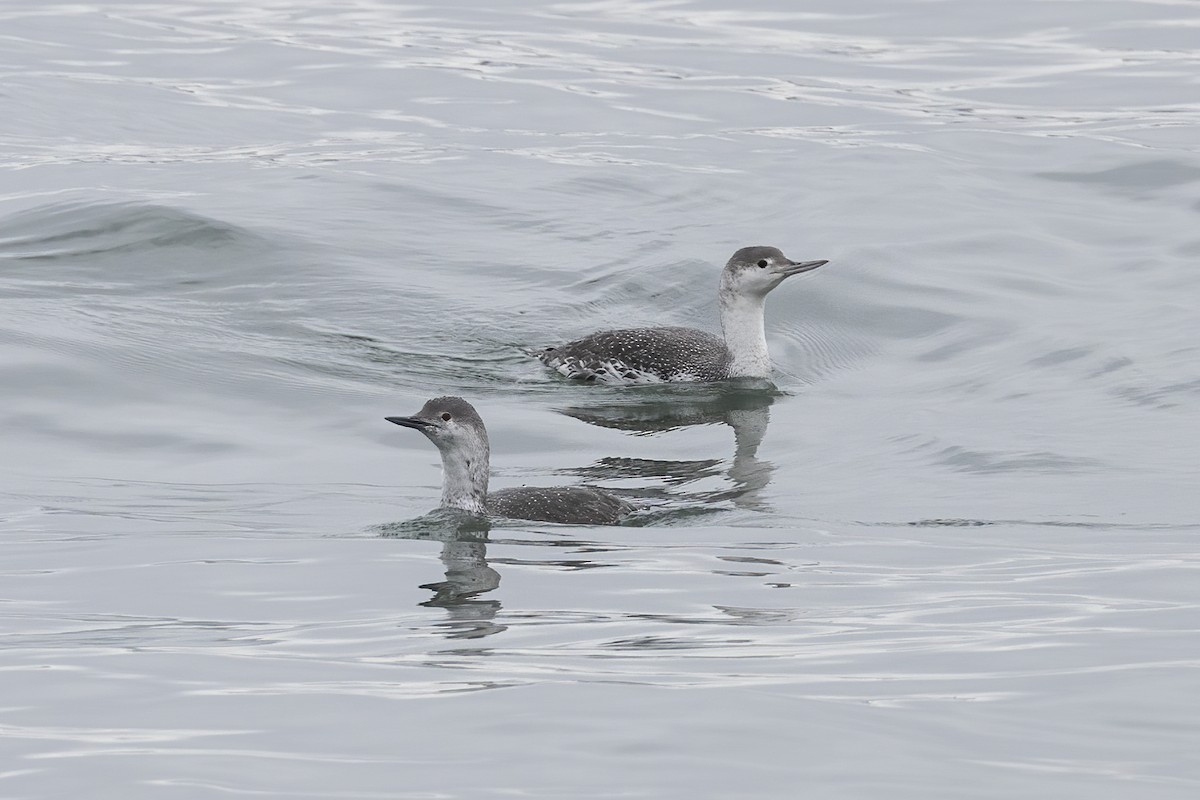 Red-throated Loon - ML618104556