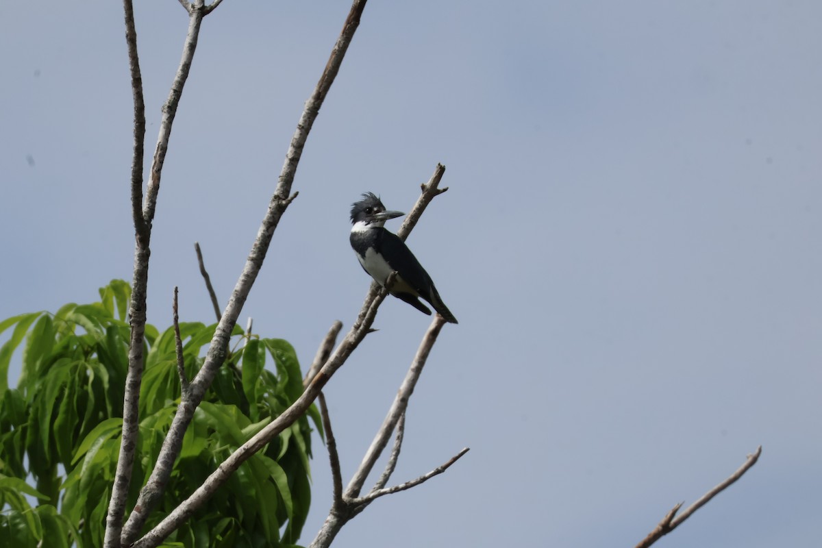 Belted Kingfisher - ML618104602