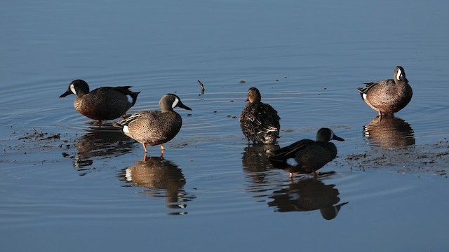 Blue-winged Teal - ML618104635
