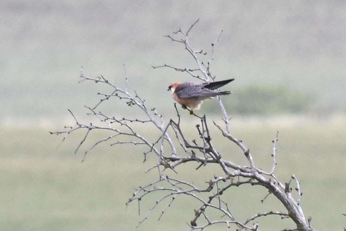Red-footed Falcon - ML618104641