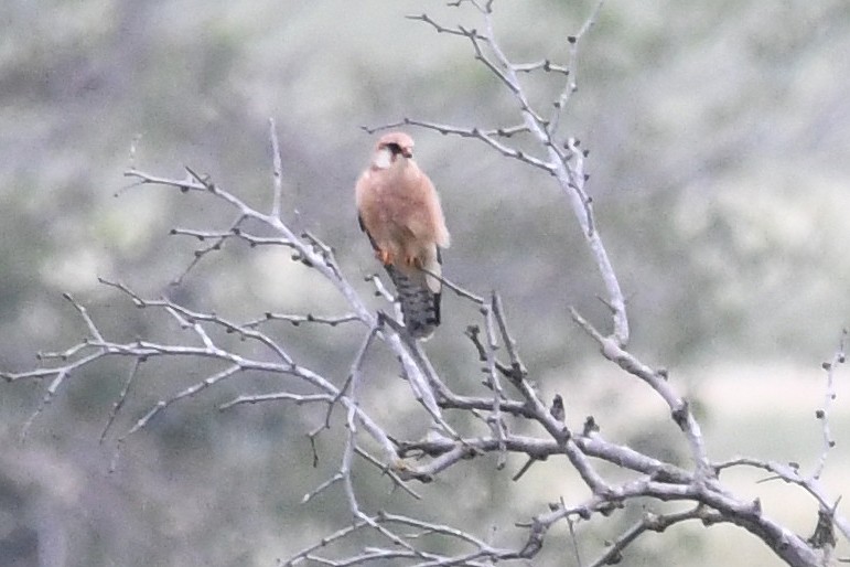 Red-footed Falcon - ML618104661