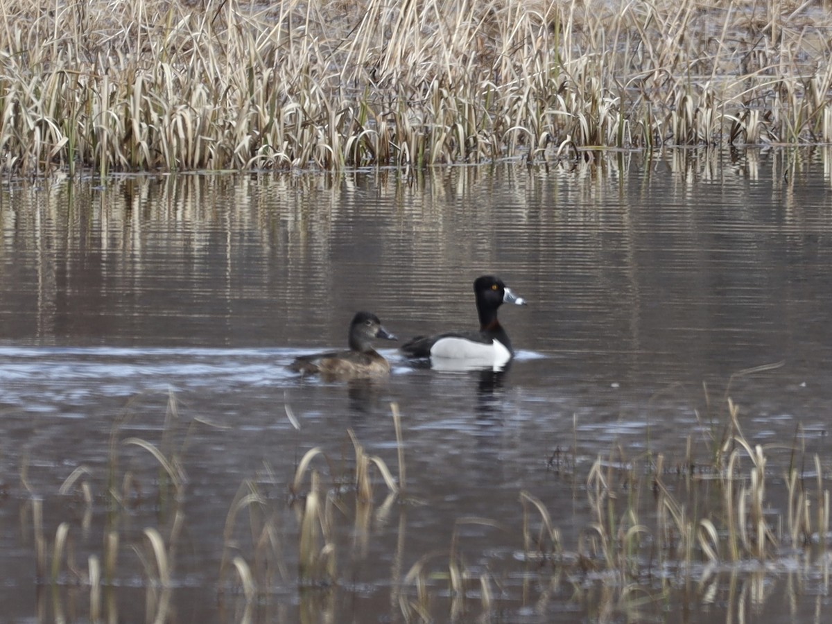 Ring-necked Duck - Mike McInnis