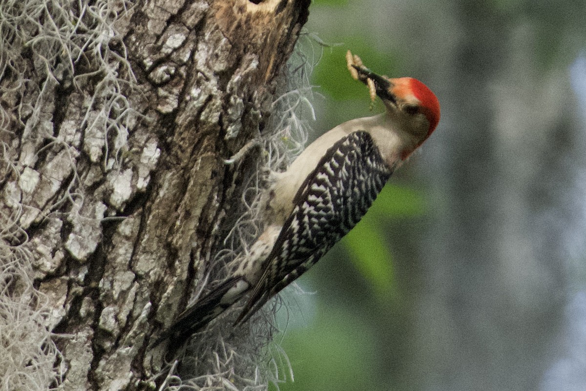 Red-bellied Woodpecker - ML618104705