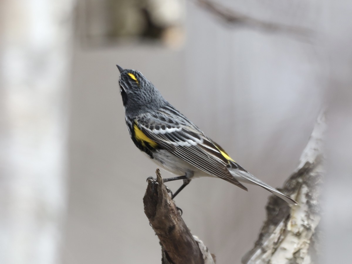 Yellow-rumped Warbler - Mike McInnis