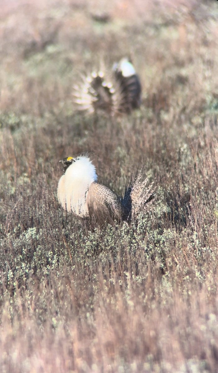 Greater Sage-Grouse - ML618104742