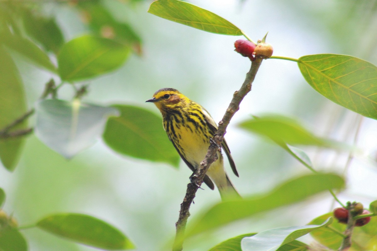 Cape May Warbler - ML618104747