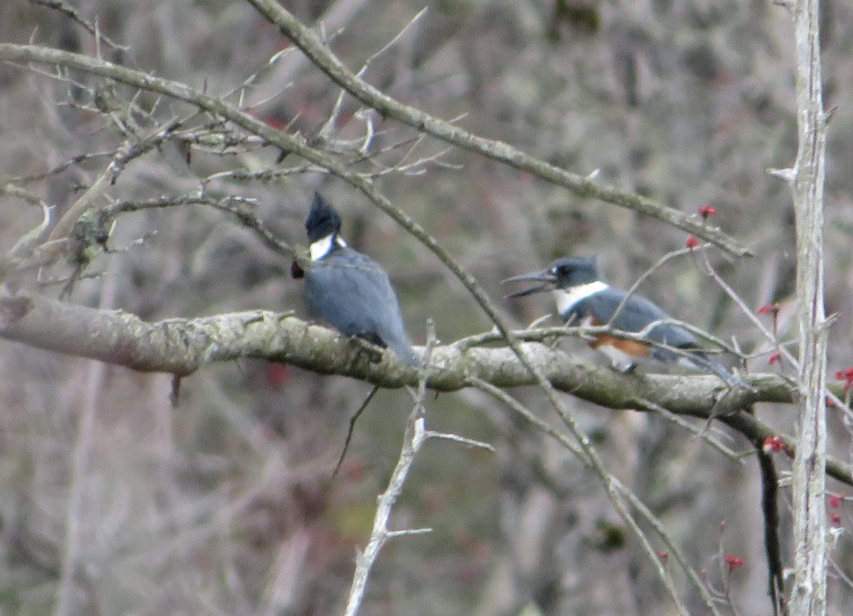 Belted Kingfisher - ML618104753