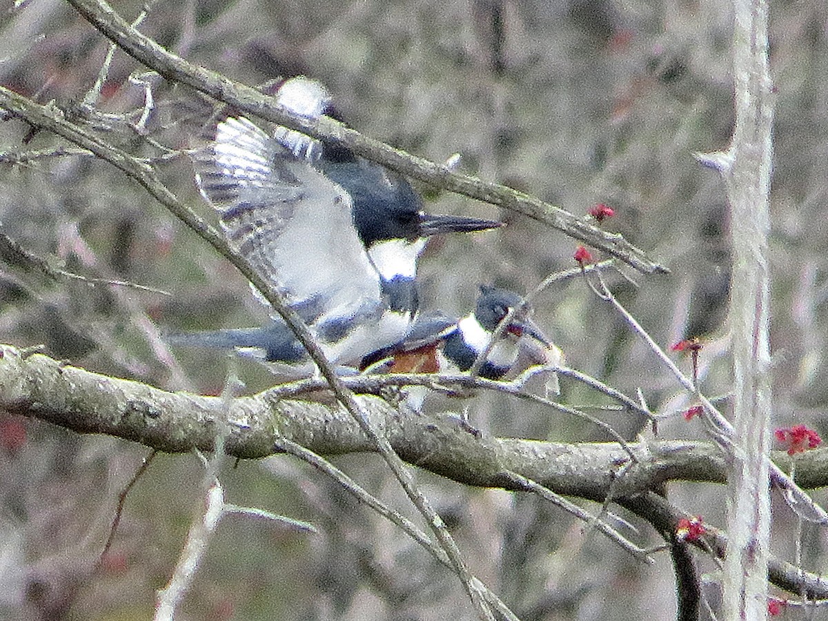 Belted Kingfisher - ML618104754