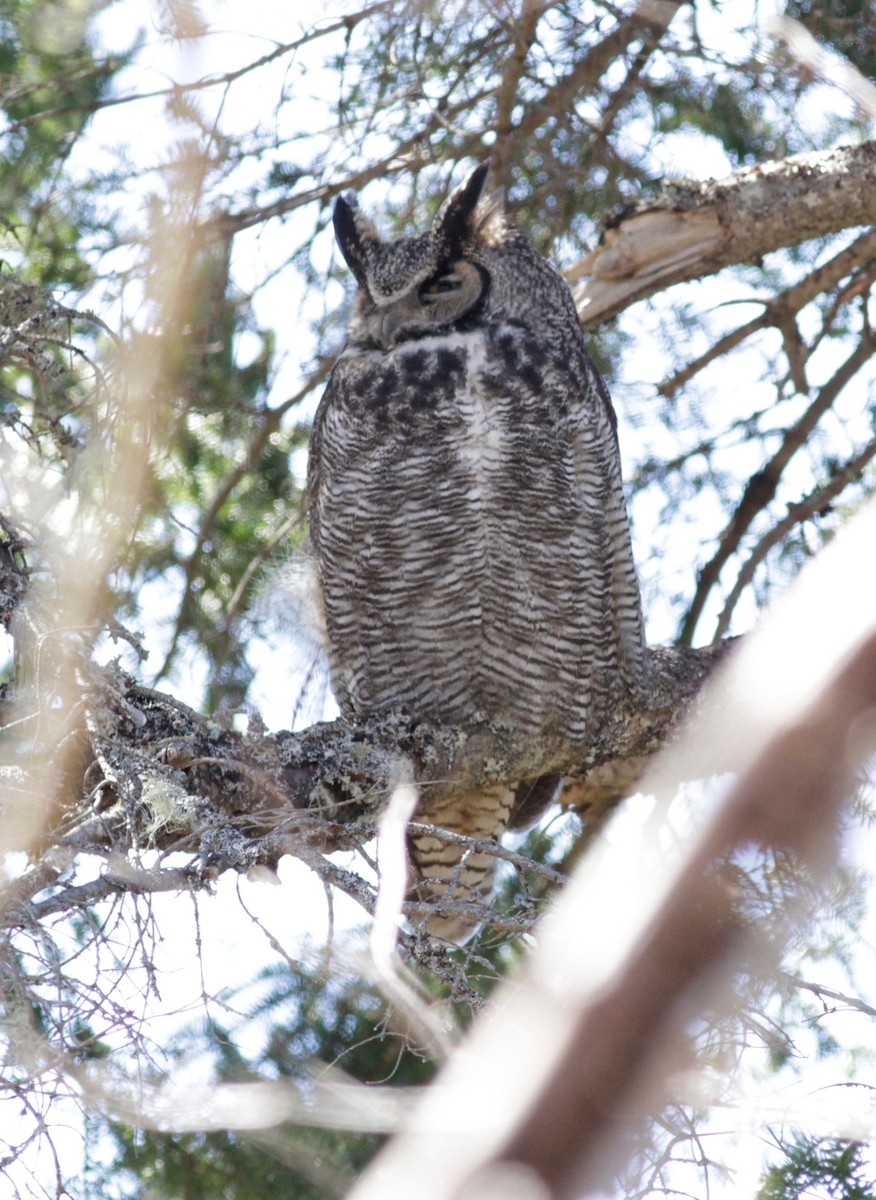 Great Horned Owl - ML618104757