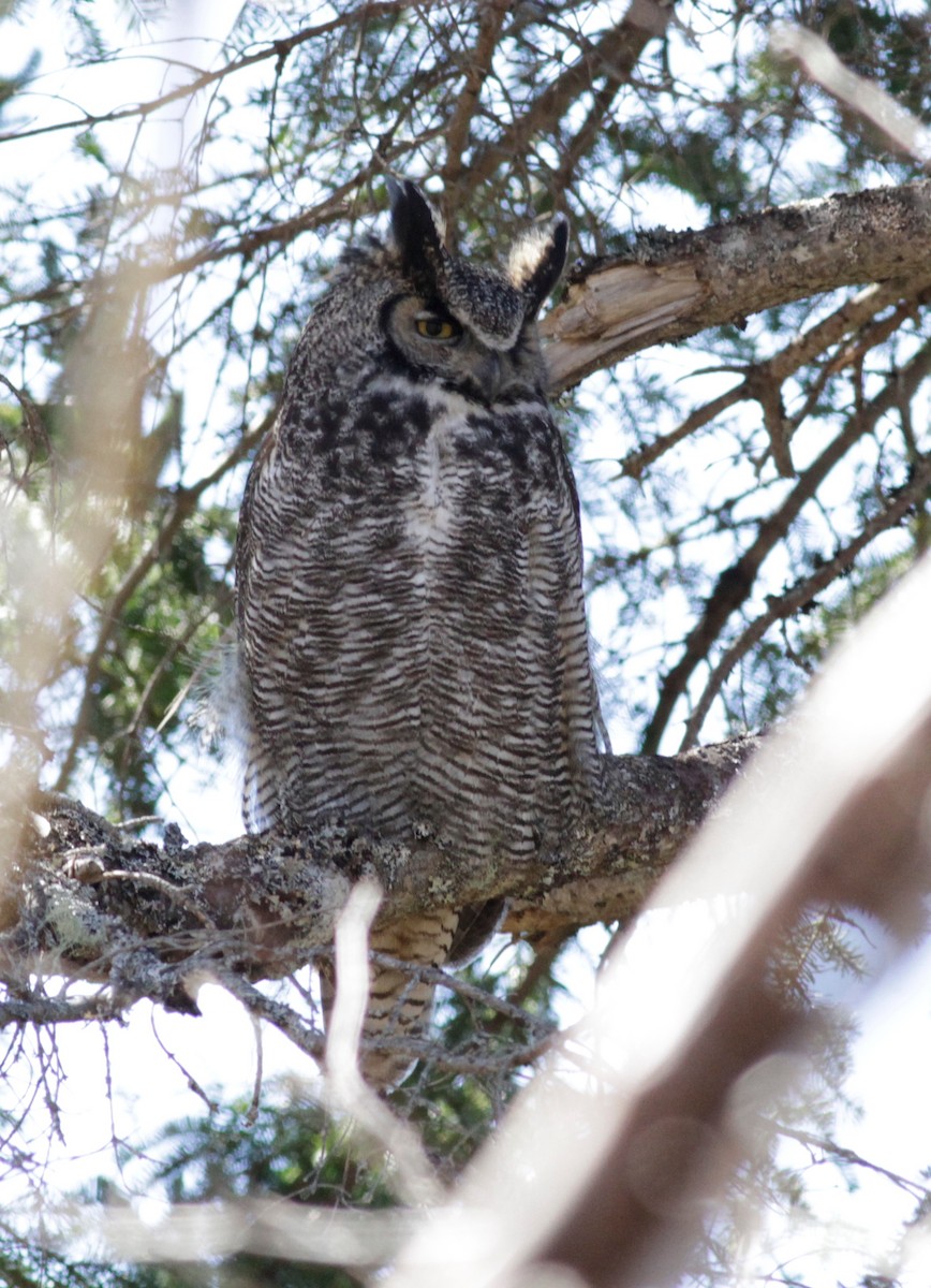 Great Horned Owl - ML618104760