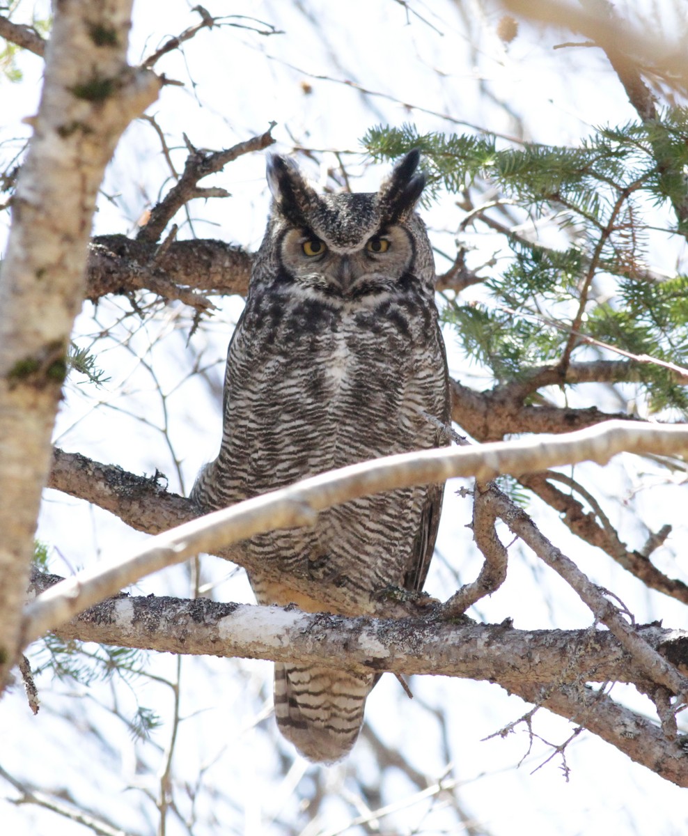 Great Horned Owl - ML618104762