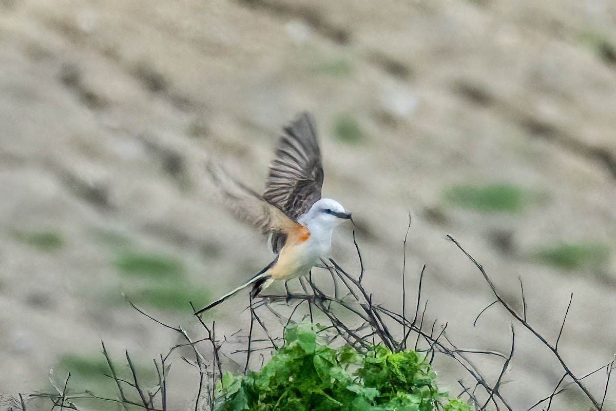Scissor-tailed Flycatcher - Gustino Lanese