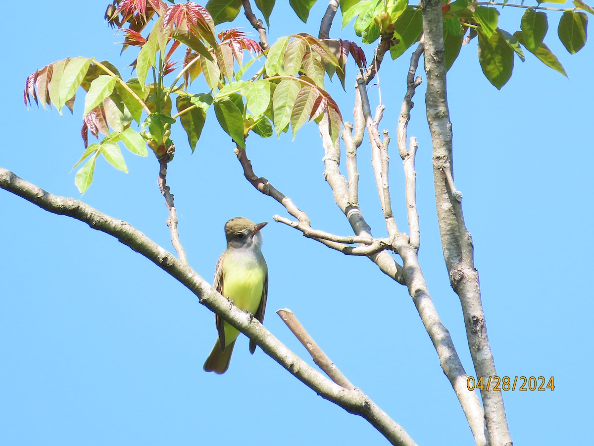 Great Crested Flycatcher - ML618104797