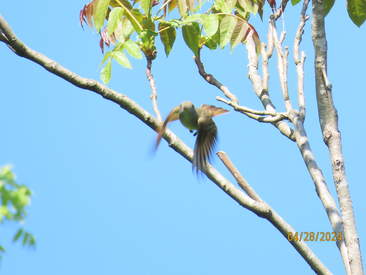 Great Crested Flycatcher - ML618104798